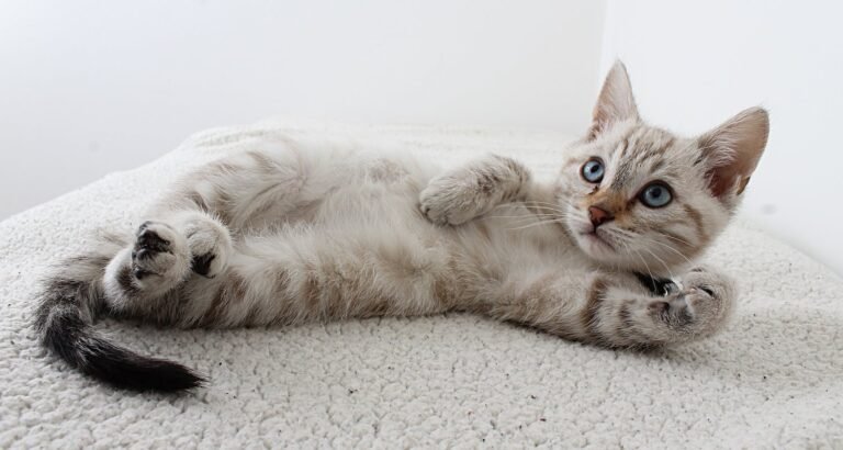 Essential Cat Care Tips And Tricks