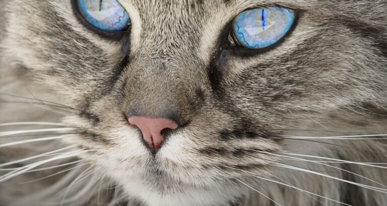 How You Can Raise A Healthy Kitten