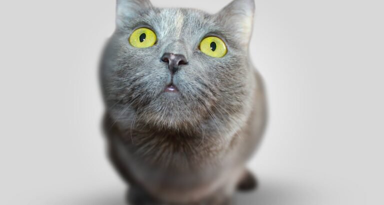 You Can Learn Great Tips About Cats In The Article Below