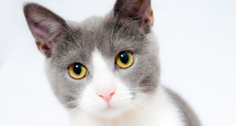 Creating The Proper Diet For Your Cat