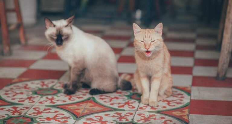 What You Need To Know About Cat Care