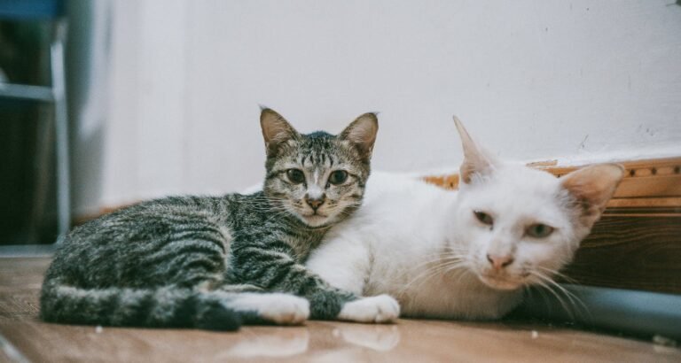 Want Better Information About Cats? Look Below!