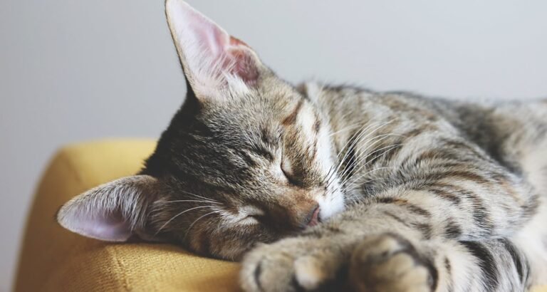Need Some Advice About Cat Care? Read These Tips.
