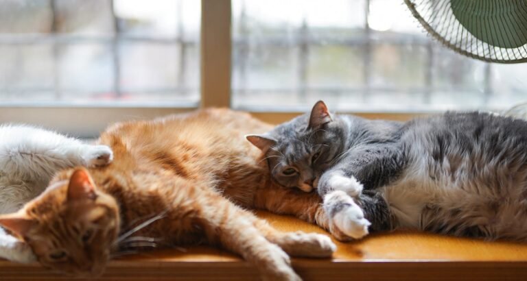 Some Tips To Help You Take Care Of Your Cat.