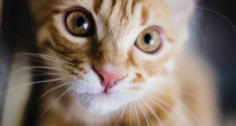 Look Here For Excellent Advice About Caring For Cats