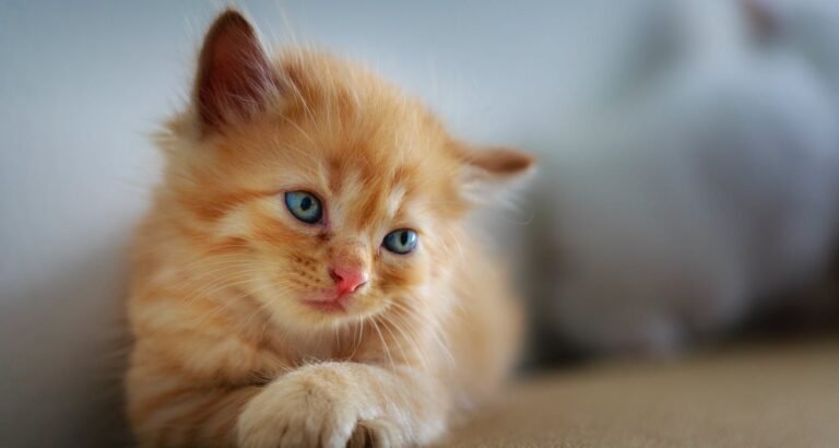 Ideas About Cats Are Very Easy When You’ve Got Great Tips!