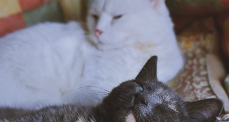 Kitty Tips And Tricks You Can Use Today