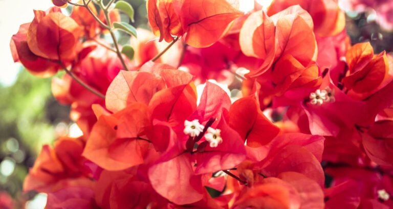 Essential Beauty Tips To Look Your Best