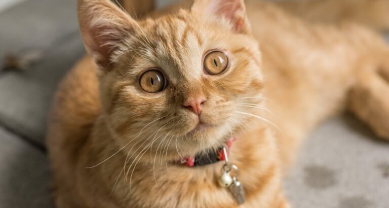 Basic Cat Tips You Can Put Into Practice Today