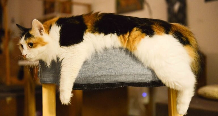 New Kitten In The House? Here Is What You Need To Know