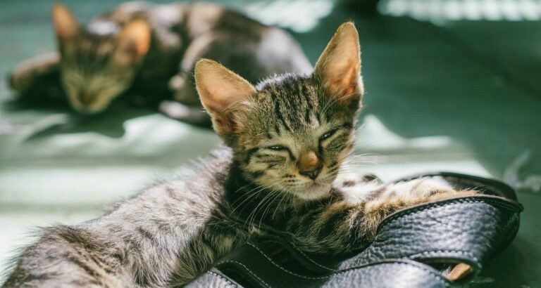 Cats Make Great Pets In Your Home