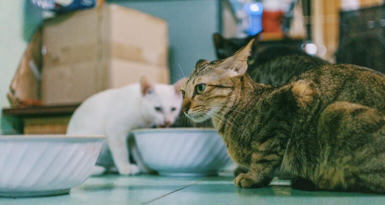 Your Cat’s Health: Diseases To Watch For