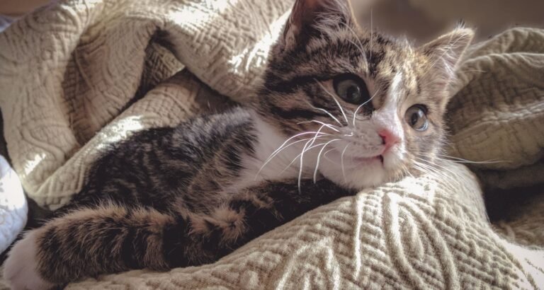 How To Make Your Cat Happy And Healthy