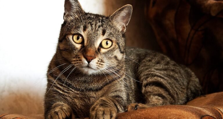 Some Tips To Keep Your Cat Healthy And Happy.