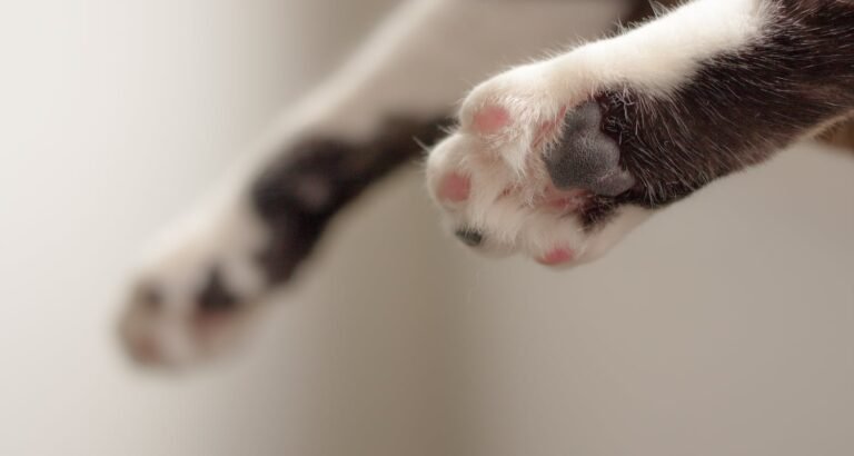 Make Life Better For You And Your Cat