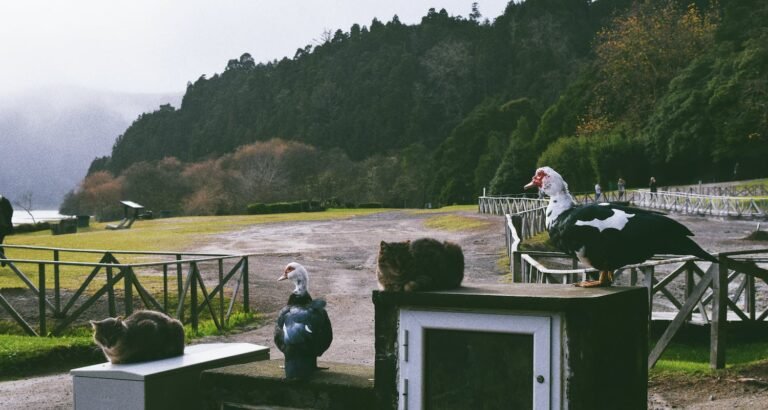 Love Your Cat With These Simple Care Tips