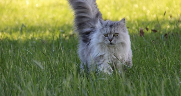 Feline Advice You Ought To Know About