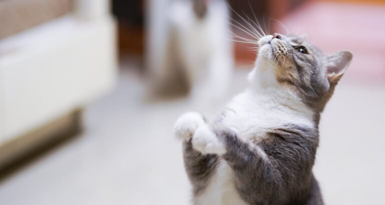 You’ll Love This Information On Cats And How To Care For Them