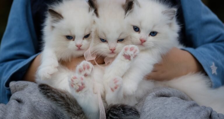 For A Happy Cat, Try These Cat Care Ideas Today!