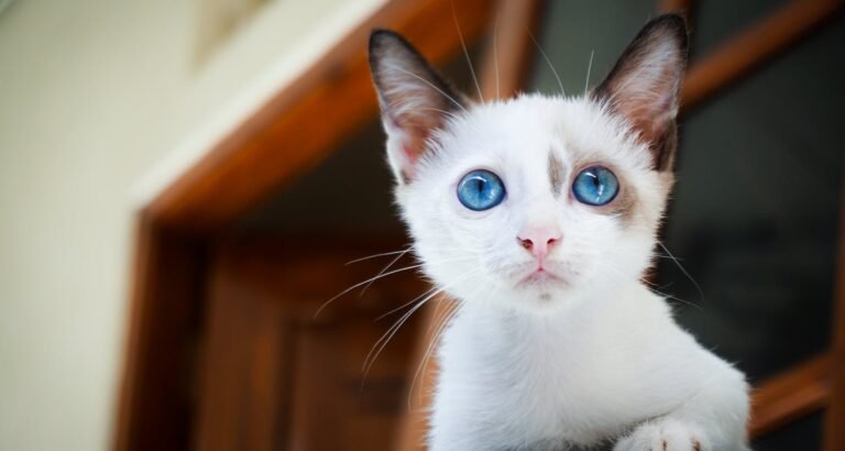 Cat Advice – Simple Tips For Caring For Your Feline Friend