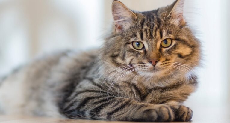 Cat Care Tips For People That Love Cats