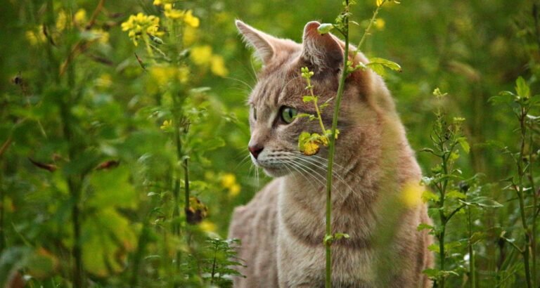 A Few Ideas To Keep Your Cat Purring.