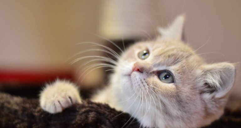 You Love Your Cat, So Learn Some Cat Care Tips.