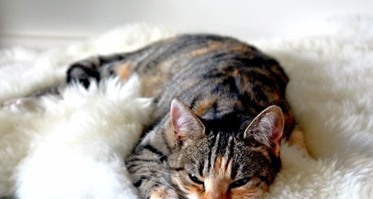 Great Tips To Care For Your Cat