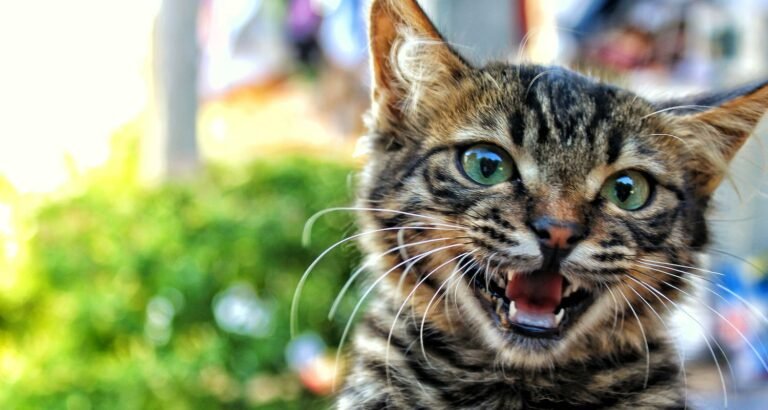 Top Tips And Practical Advice Every Cat Owner Should Hear