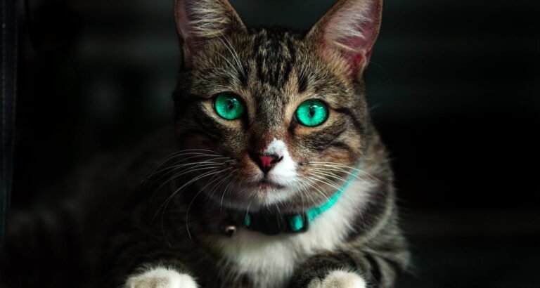 Top Cat Care Tips Every Pet Parent Should Know